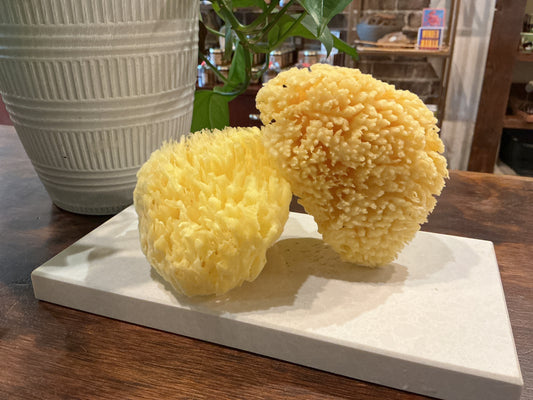 Natural Bath Sponge